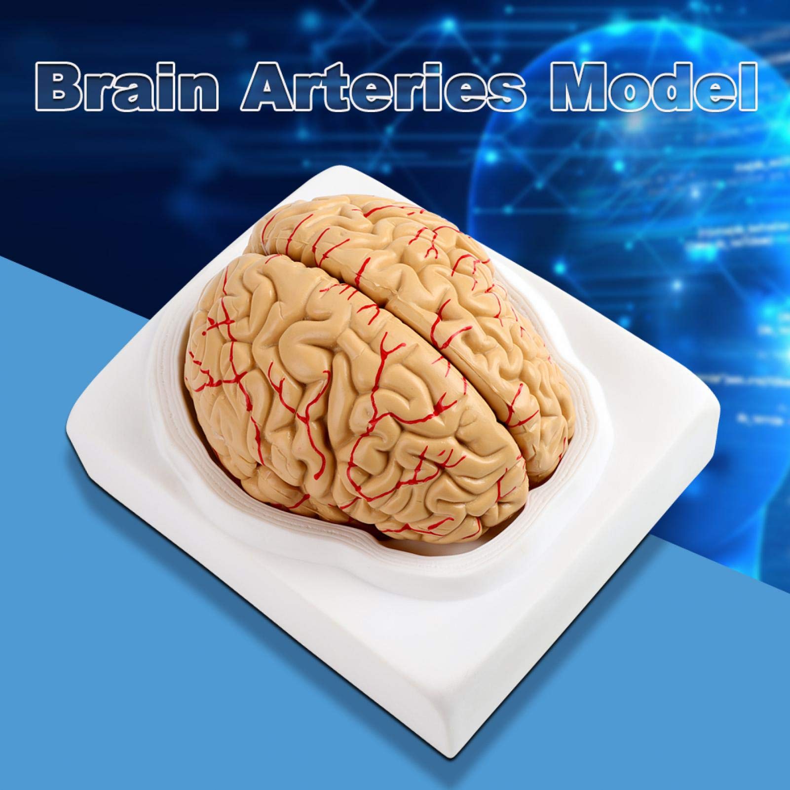 Omabeta Toys & Games modèle anatomique de cerveau humain 8 pièces avec base
