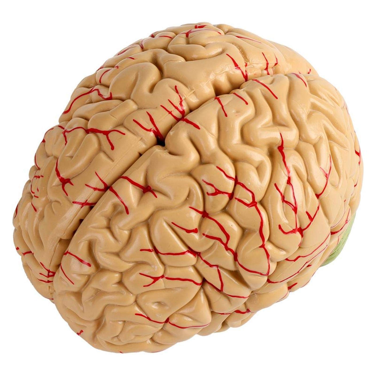 Omabeta Toys & Games modèle anatomique de cerveau humain 8 pièces avec base