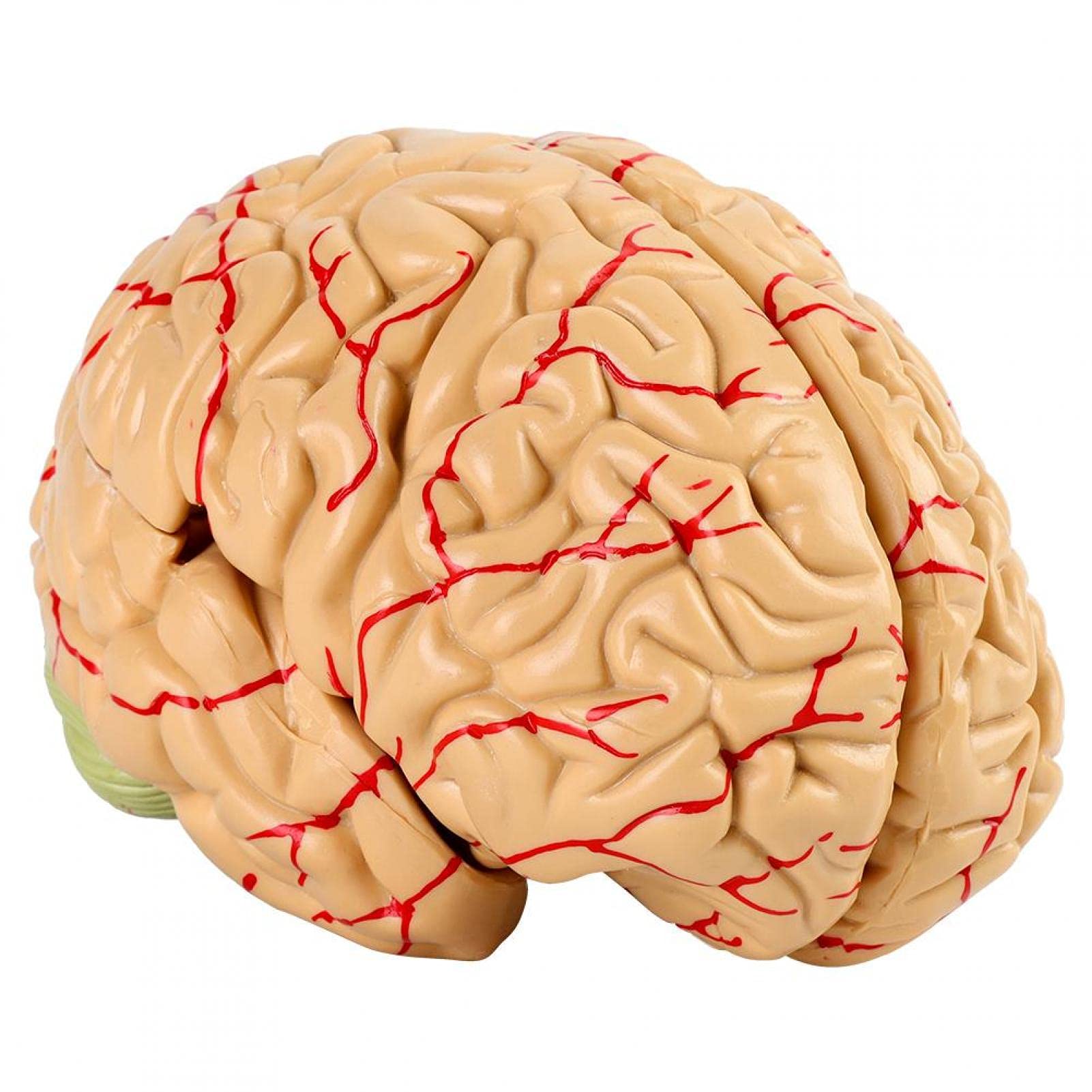 Omabeta Toys & Games modèle anatomique de cerveau humain 8 pièces avec base