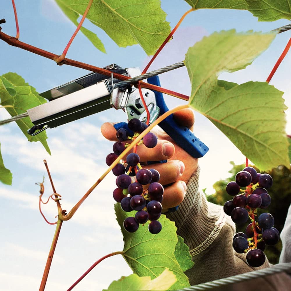 Rapid’os 16 Jardin 40107757 agrafes pour vigne C50, 4–14 mm, 4 200 pièces galvanisées