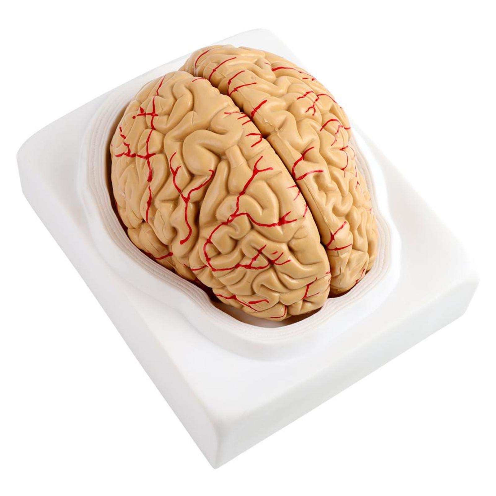 Omabeta Toys & Games modèle anatomique de cerveau humain 8 pièces avec base