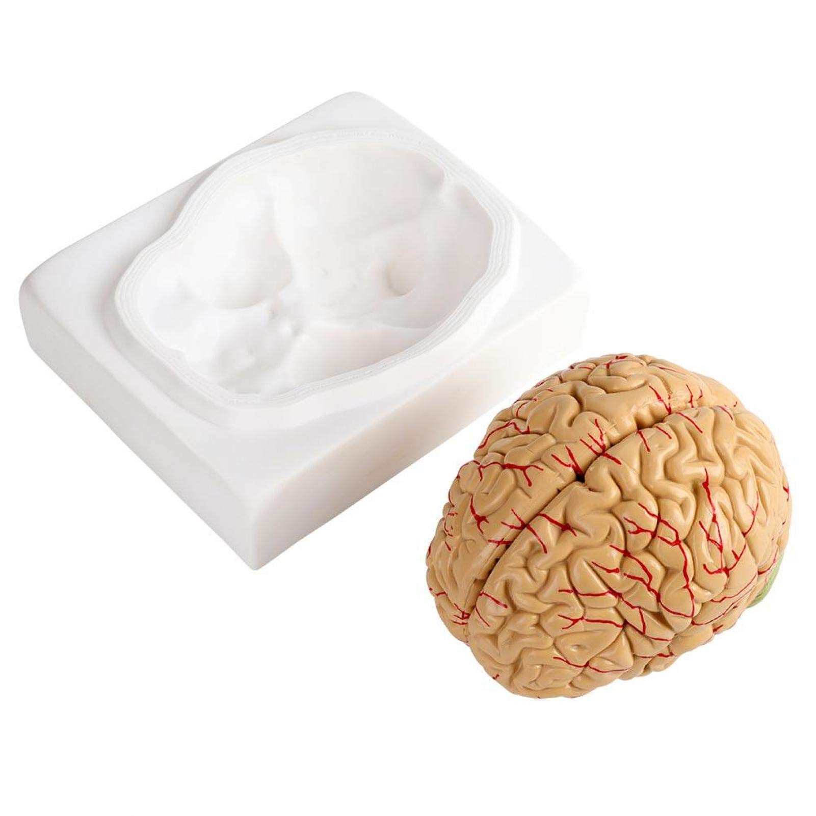 Omabeta Toys & Games modèle anatomique de cerveau humain 8 pièces avec base
