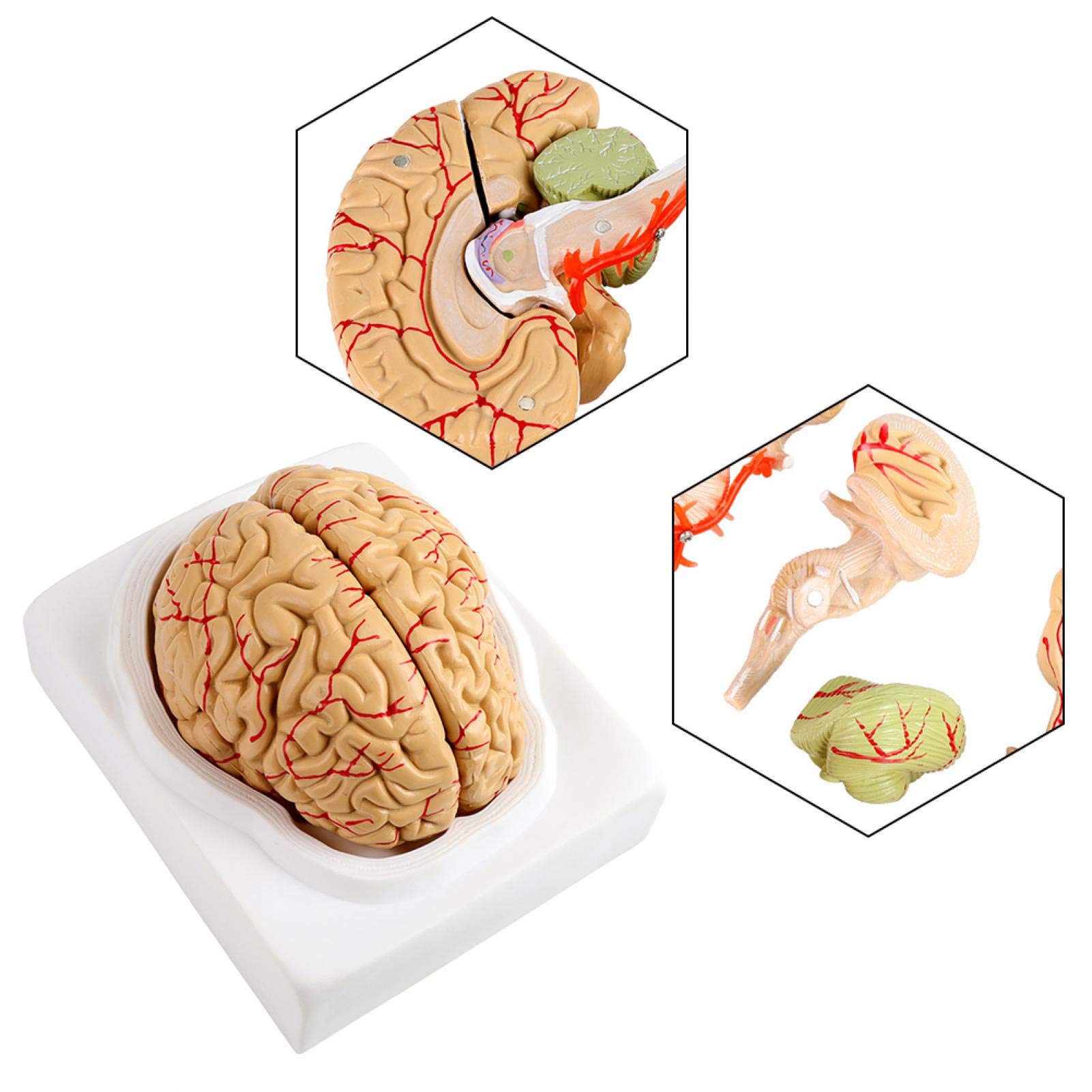 Omabeta Toys & Games modèle anatomique de cerveau humain 8 pièces avec base