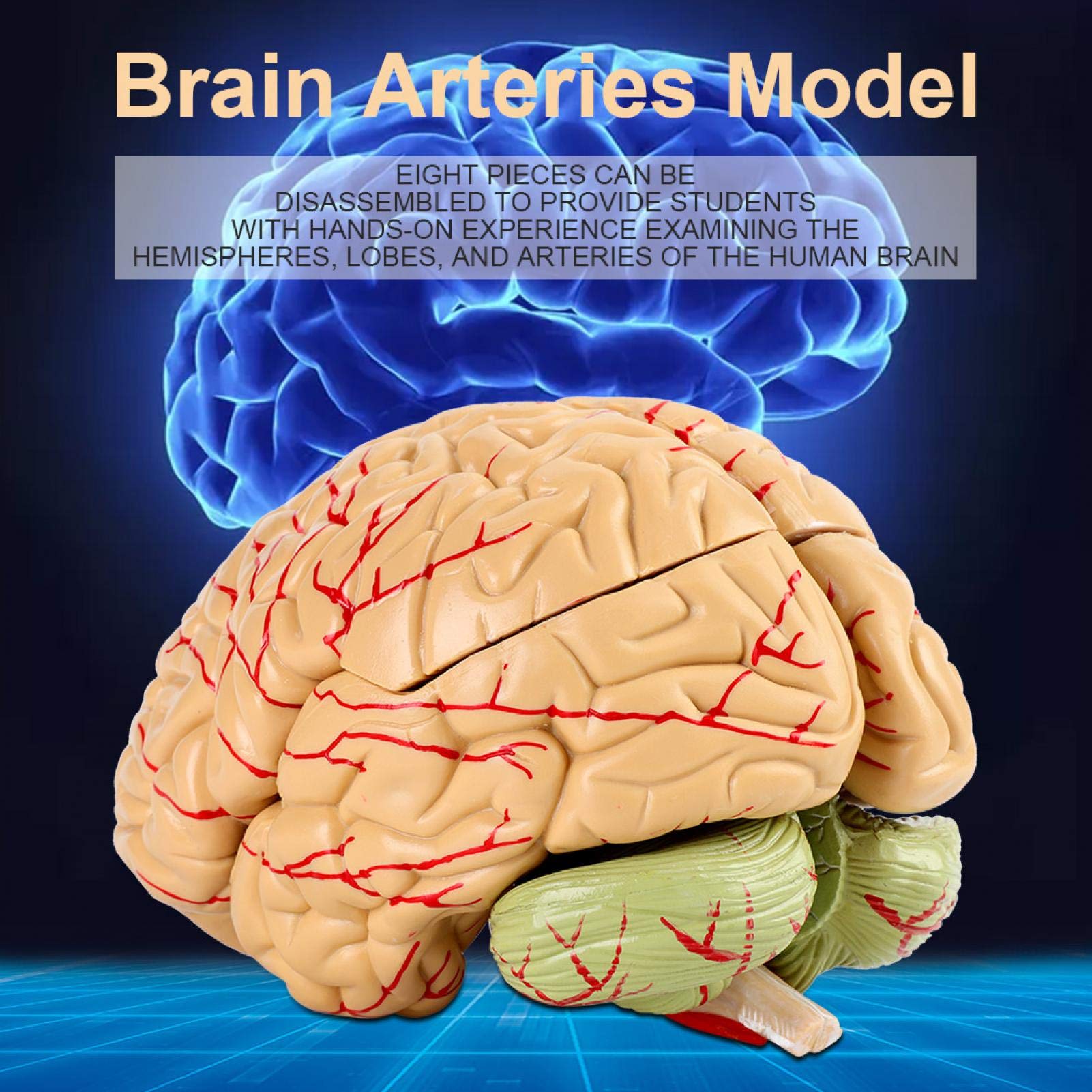 Omabeta Toys & Games modèle anatomique de cerveau humain 8 pièces avec base