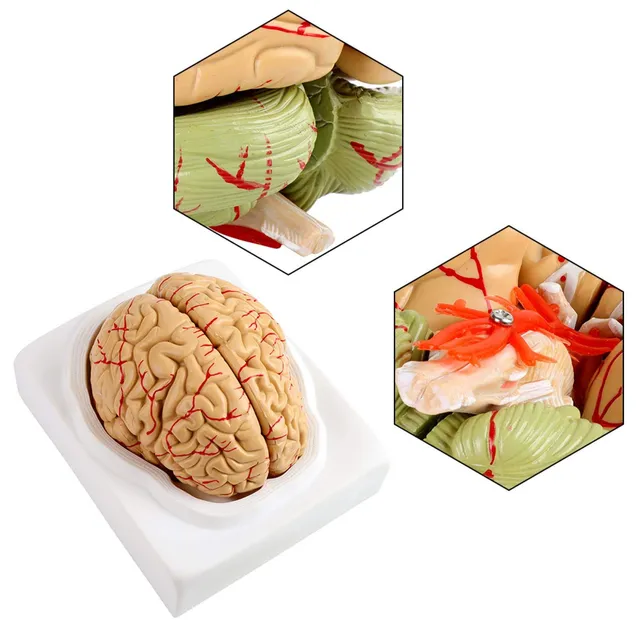 Omabeta Toys & Games modèle anatomique de cerveau humain 8 pièces avec base